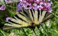 Iphiclides podalirius